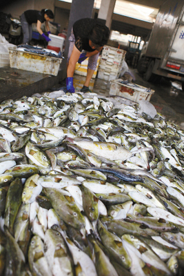 溫嶺松門水產(chǎn)市場驚現(xiàn)野生河豚交易，食品安全警鐘再響