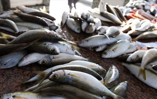 豬價重挫引發連鎖反應 豬肉、雞蛋、魚價齊跌，農產品市場迎來調整期