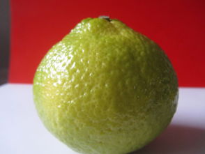 洪江市黔陽紅農(nóng)產(chǎn)品專業(yè)合作社 優(yōu)質(zhì)食用農(nóng)產(chǎn)品批發(fā)與供應服務