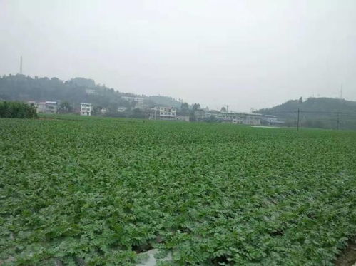 一棵蔬菜的旅程 直擊廣東蔬菜供應全鏈條，守護食用農(nóng)產(chǎn)品批發(fā)安全